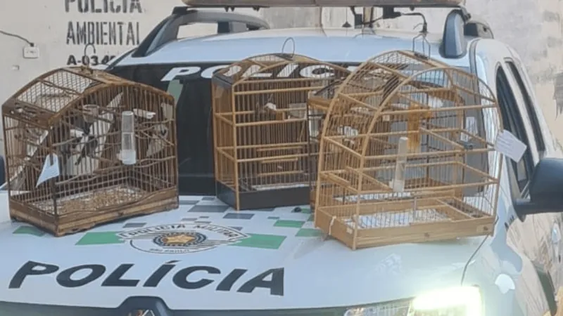 Polícia Ambiental resgata sete aves nativas em cativeiro irregular em Taubaté