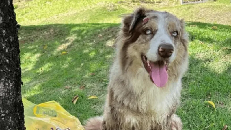 Cachorro cansa de sítio e anda quase 20 km para voltar para casa