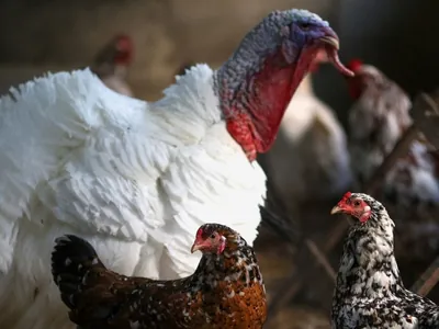 Transmissão da gripe aviária em humanos liga alerta para possível nova pandemia