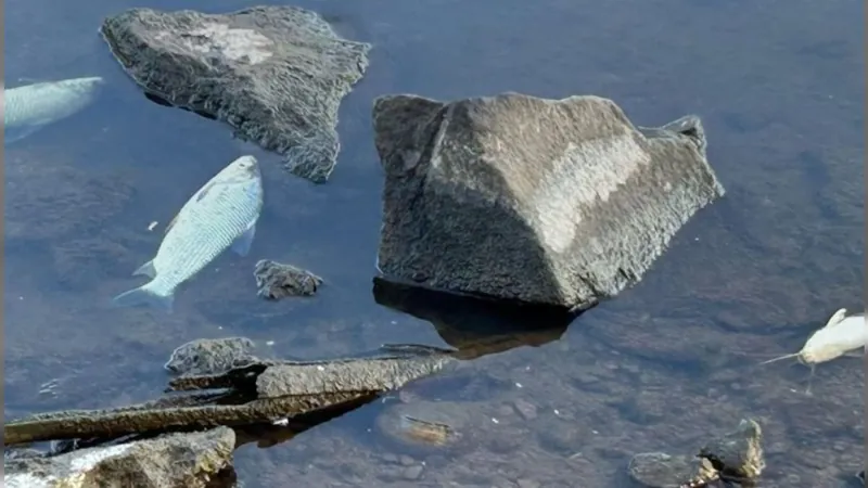 GAEMA apura nova mortandade de peixes em outro ponto do Rio Piracicaba