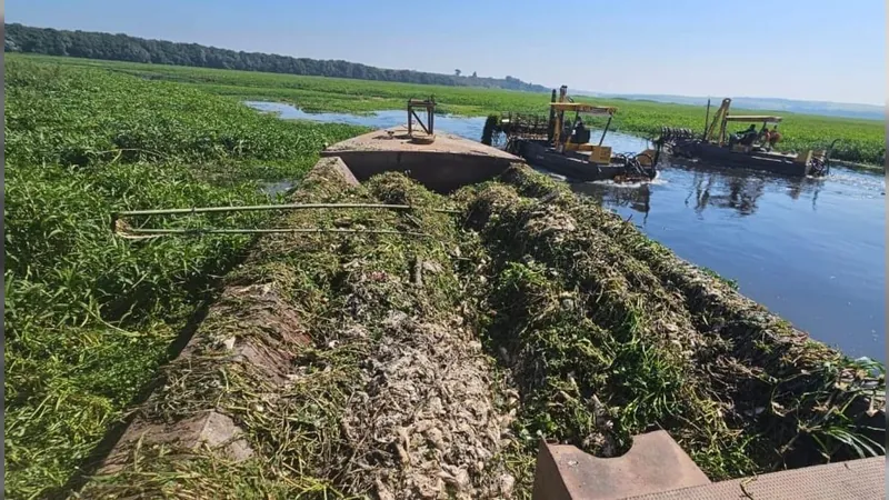 Em 6 dias, 98 toneladas de peixes mortos foram recolhidas do Rio Piracicaba