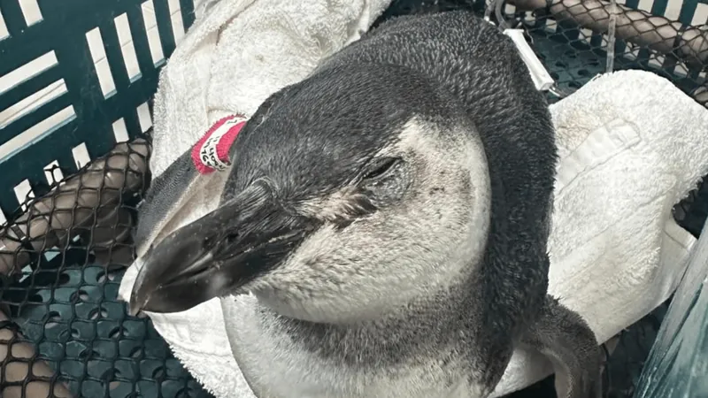 Pinguim debilitado é encontrado por turistas na praia da Sununga em Ubatuba