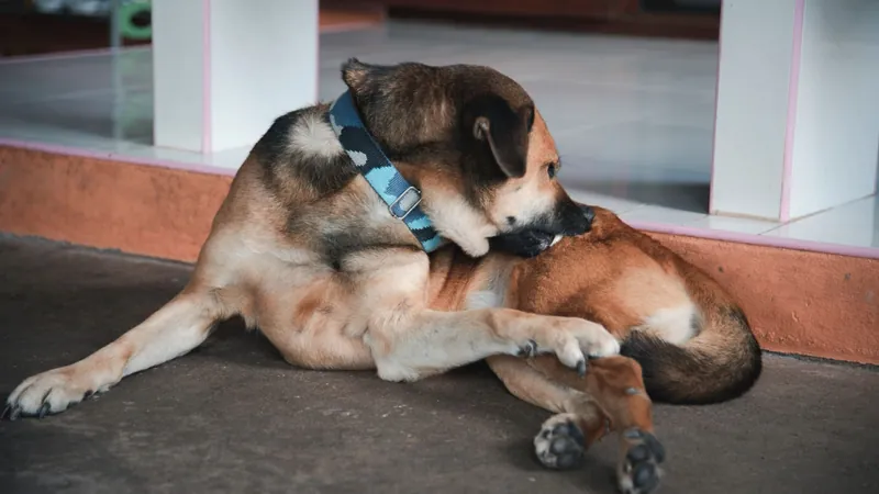 Adeus Parasitas: 3 Dicas para Manter Seu Pet Livre de Pulgas e Carrapatos