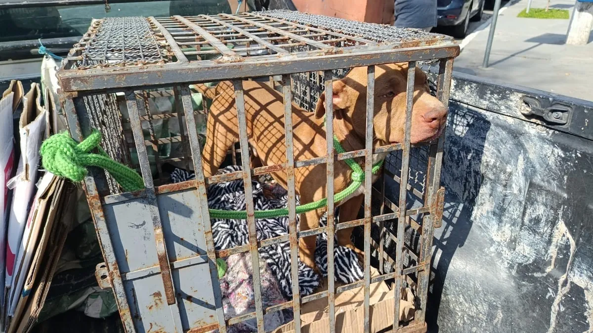 PM Ambiental e Zoonoses resgatam cão vítima de maus-tratos em Taubaté