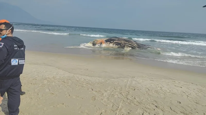 Baleia morta é encontrada na Praia de Guaecá em São Sebastião (SP)