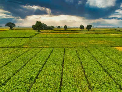 Mapa anuncia recurso adicional exclusivo para o seguro rural no RS