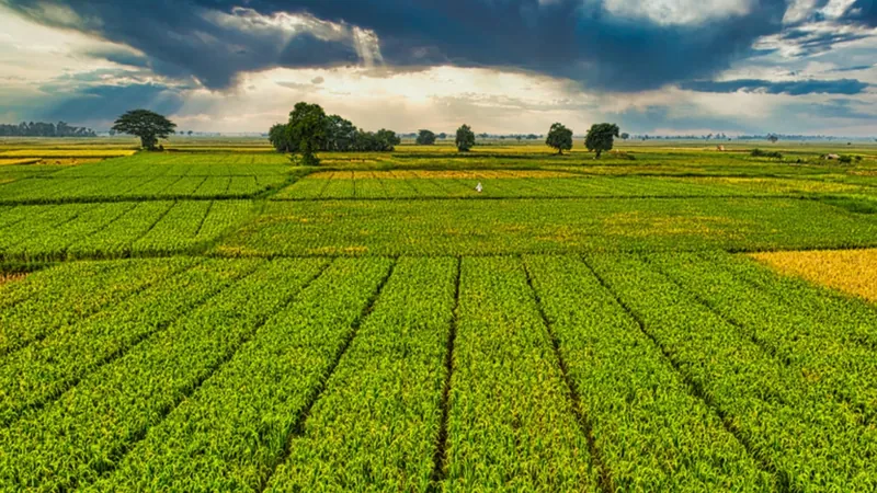 Mapa anuncia recurso adicional exclusivo para o seguro rural no RS