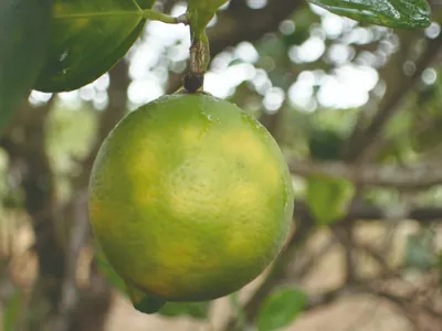 Cientistas criam inseticida sustentável e tecnológico contra o greening