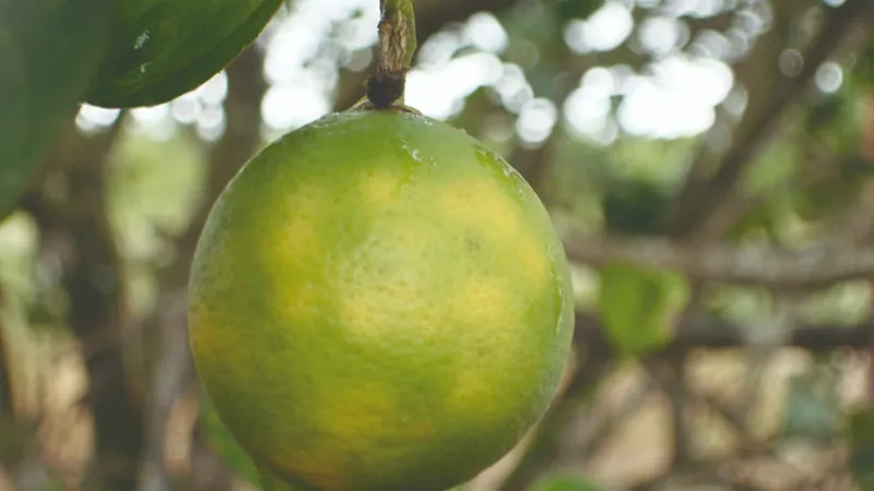 Cientistas criam inseticida sustentável e tecnológico contra o greening