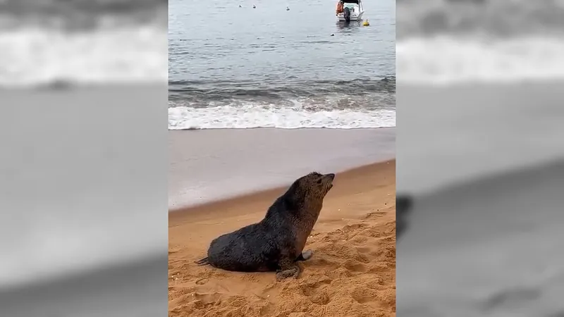 Morre lobo-marinho que foi encontrado em uma praia de Mangaratiba