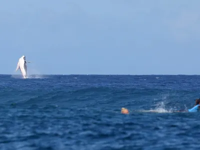 Baleia se destaca durante a disputa do surfe na Olimpíada