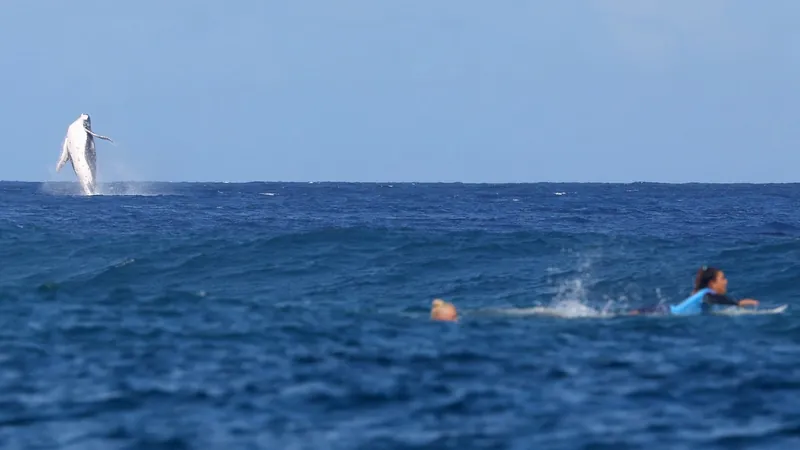 Baleia se destaca durante a disputa do surfe na Olimpíada