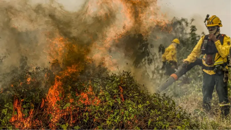 Pantanal: PF vai abrir investigação para identificar responsáveis por queimadas