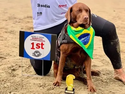 Brasil ganha 4 medalhas de ouro e 1 bronze em campeonato de surf para cães