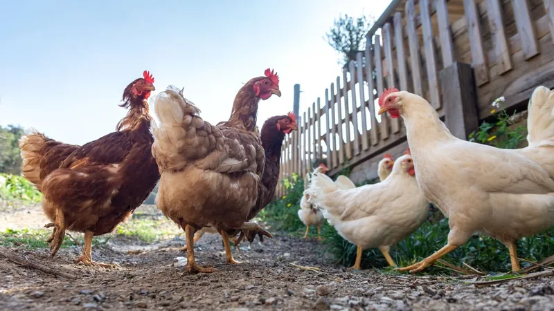 Cage-free: saiba mais sobre a produção de ovos de galinhas criadas soltas