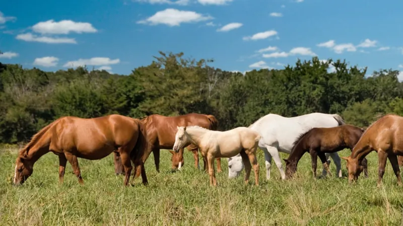 União Europeia anuncia que vai importar cavalos vivos do Brasil