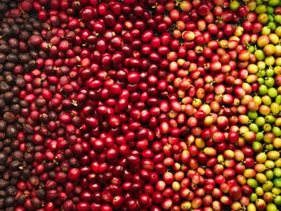 Giro Brasil: preços do café robusta ultrapassa os do café arábica