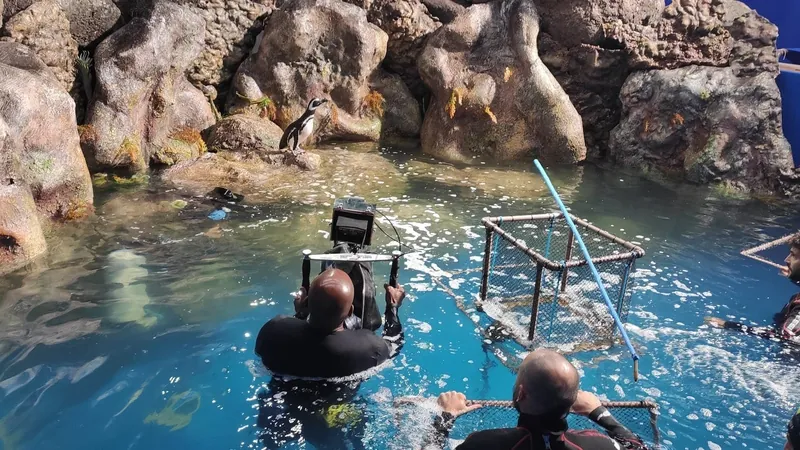 Pinguins de Magalhães do aquário de Ubatuba participam de gravação de filme