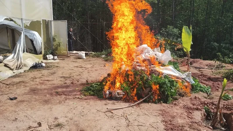 Polícia inicia processo de destruição de drogas apreendidas na “Fazenda da Maconha” em Jacareí