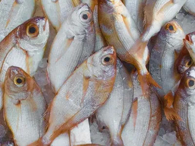 ONG afirma que o Brasil desconhece destino de 48% dos peixes pescados comercialmente