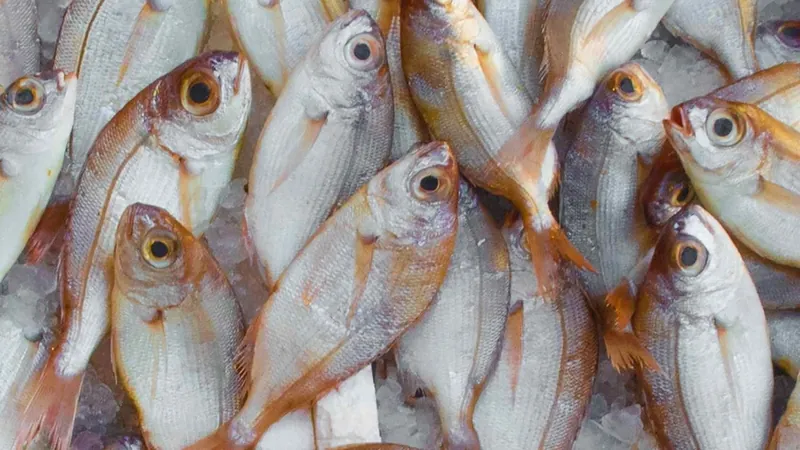 ONG afirma que o Brasil desconhece destino de 48% dos peixes pescados comercialmente