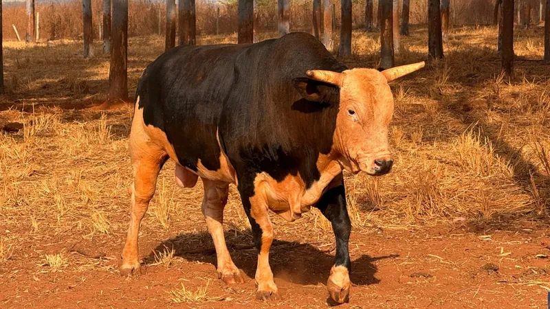 Touro de rodeio mais caro do Brasil chega em Barretos; conheça Acesso Negado