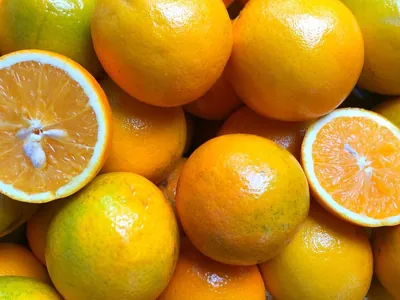 Produção de laranja registra queda devido às influências climáticas