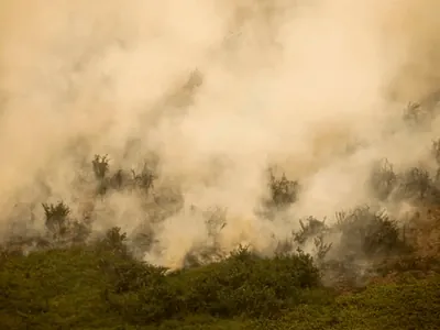 SP tem oito cidades com focos de incêndio ativos; Defesa Civil mantém alerta para queimadas