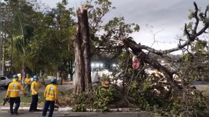 Tempestade com ventania causa a queda de 52 árvores em Campinas