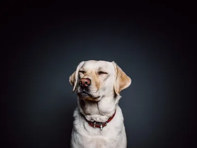 Exercícios físicos, boa alimentação e idas ao veterinário podem aumentar longevidade dos pets