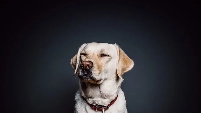 Exercícios físicos, boa alimentação e idas ao veterinário podem aumentar longevidade dos pets