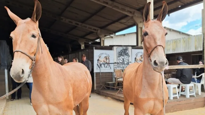 Muares e ovinos Dohne Merino estreiam na 47ª Expointer