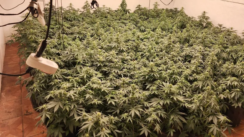 Polícia Civil de Jacareí descobre mega plantação de maconha