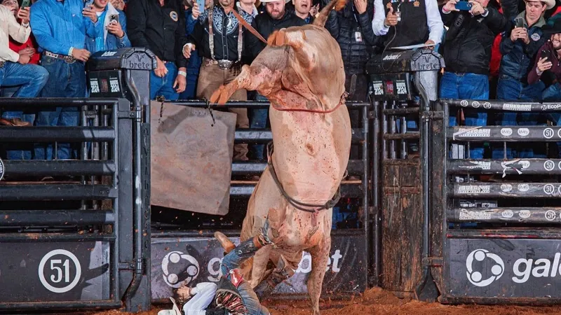 Conheça Cobiçado, o touro eleito o mais temido dos rodeios no Brasil