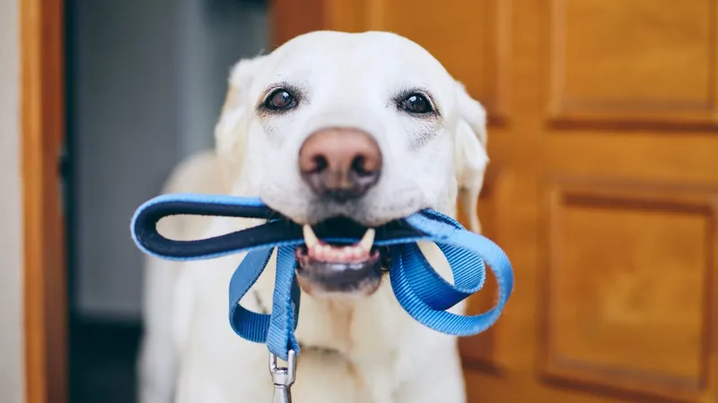 Coleiras x Peitorais: Qual é o Melhor para passear com seu Pet?