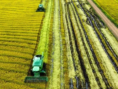 Giro Brasil: Agro Band mostra como está a evolução da produção de arroz no Rio Grande do Sul