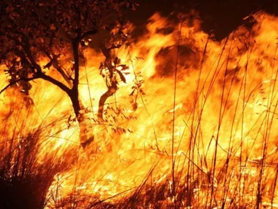 Número de ocorrências de queimadas no estado do Rio aumentou