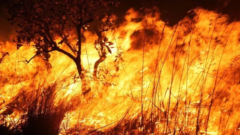 Governo Federal estuda medidas para aumentar a pena em casos de incêndios criminosos