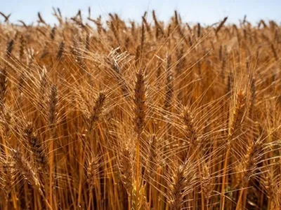 Geadas no Sul deixam produtores de trigo em alerta