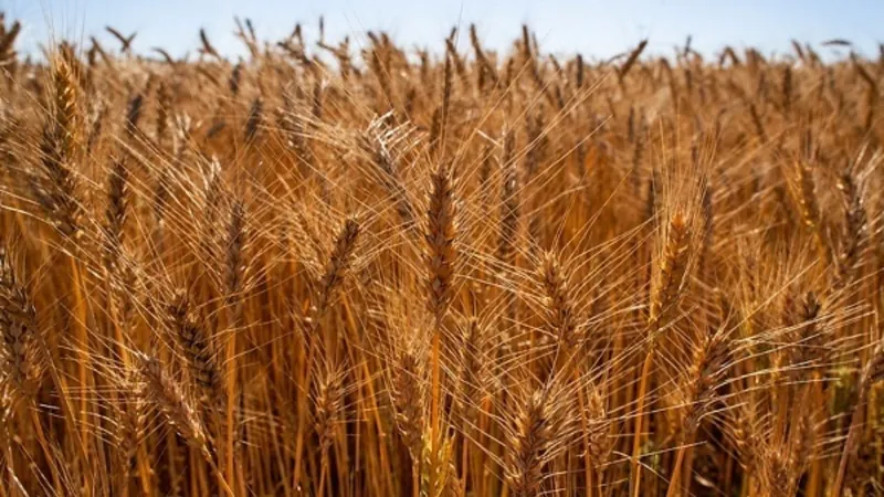 Geadas no Sul deixam produtores de trigo em alerta