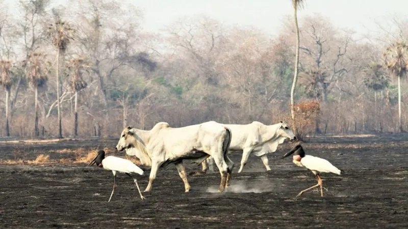 Sobe para 2.300 o número de animais da pecuária mortos em incêndios no interior de SP