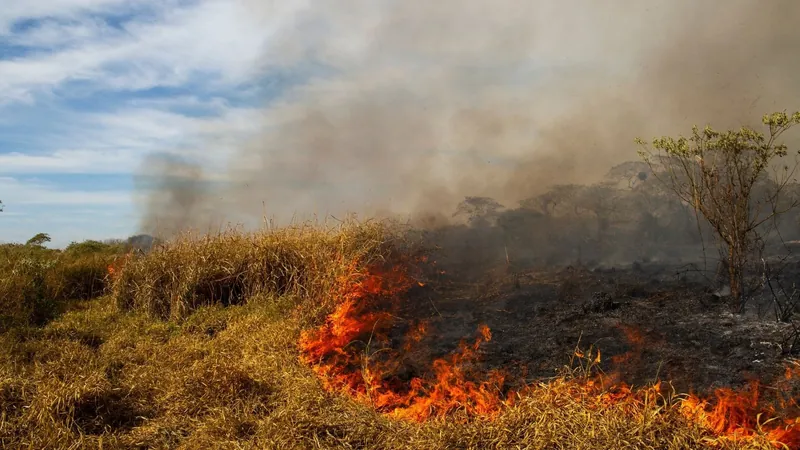 Pará decreta emergência e proíbe uso de fogo em pastagens