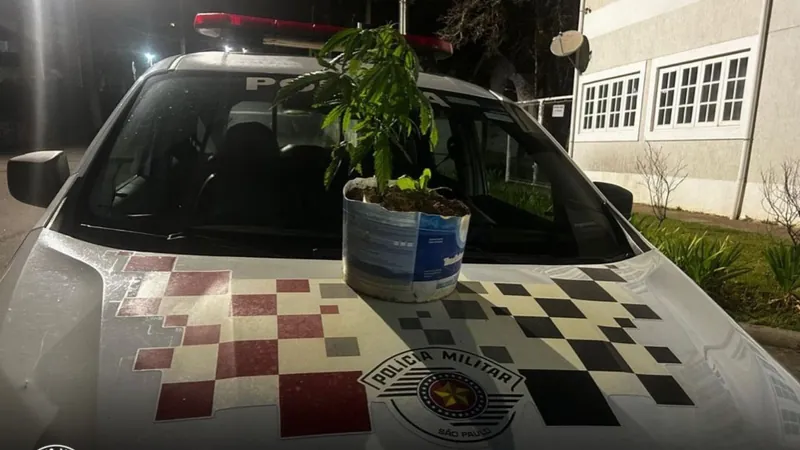 Polícia Militar prende homem por cultivo de maconha em São Bento do Sapucaí