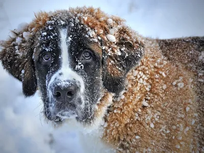 Preste atenção ao seu pet durante as quedas bruscas de temperatura