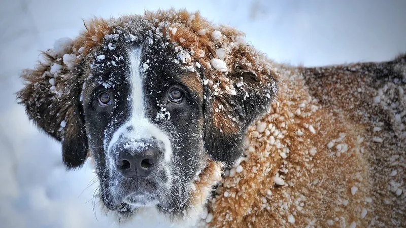 Preste atenção ao seu pet durante as quedas bruscas de temperatura