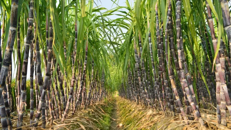 Produção de cana pode cair 20% com mudanças climáticas, diz estudo