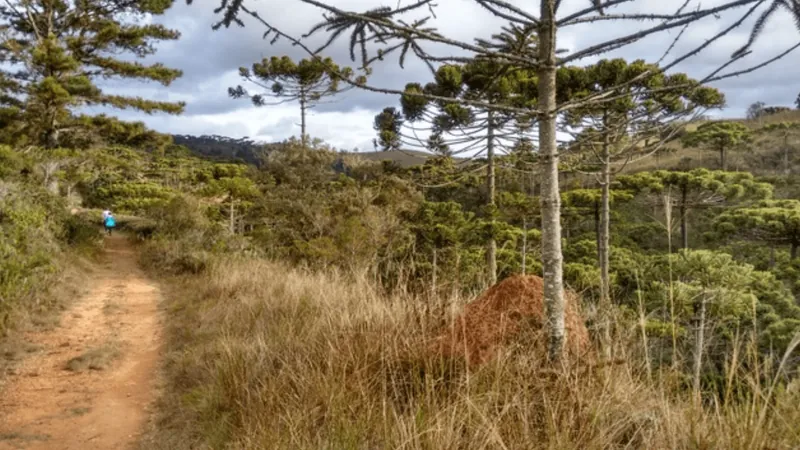 Trilhas do Parque Estadual de Campos do Jordão serão fechadas por conta do risco de incêndio