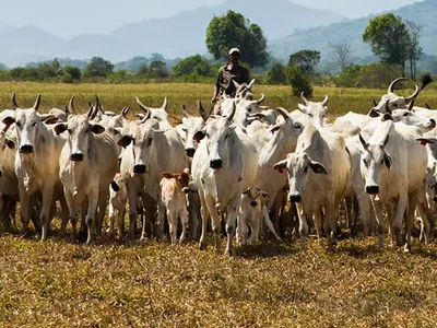 Com consumo de carnes em alta, abates de bovinos e frangos disparam no Brasil