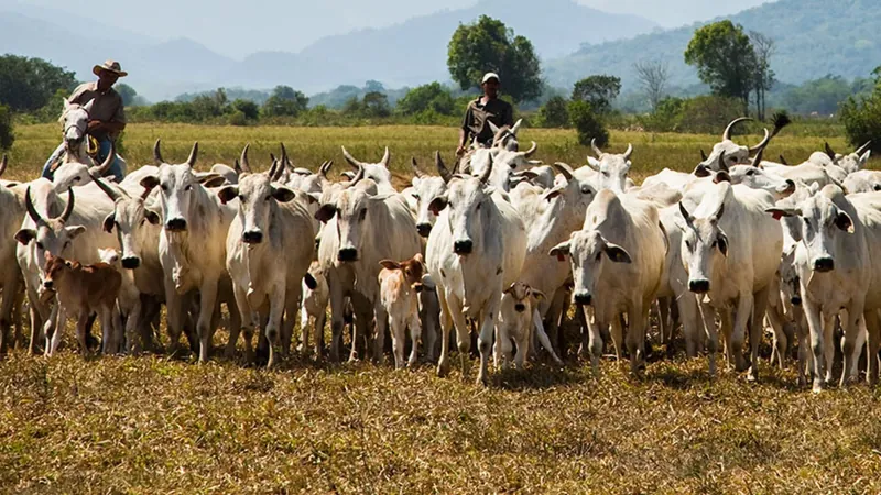 Com consumo de carnes em alta, abates de bovinos e frangos disparam no Brasil