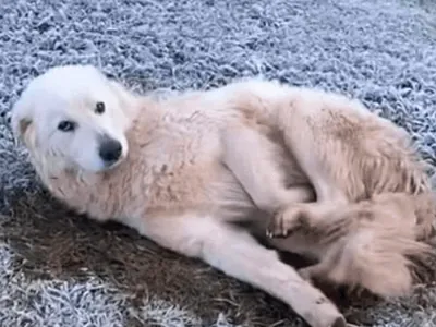 Cachorro é flagrado descansando em meio a geada de -2º em SC